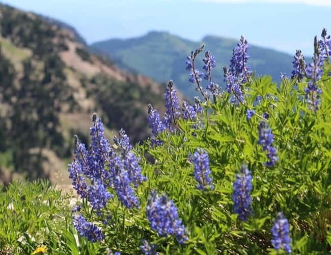 Wasatch Wildflower Silvery Lupinepng